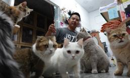 Nuôi mèo cần những gì?