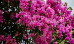 Bí quyết sử dụng loại nước tưới để hoa giấy nở đúng dịp Tết, lá luôn tươi xanh