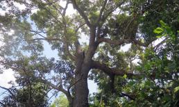 Loài cây chỉ duy nhất Việt Nam sở hữu, là loài cây quý hiếm bậc nhất thế giới