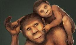 Hầu như toàn bộ lông trên cơ thể con người đều đã bị tiến hóa, vậy tại sao vẫn còn lại tóc trên đầu và các bộ phận kín?