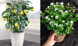 Sống khỏe hơn với 5 loại cây 'khử trùng', bạn nên đặt vài chậu trong nhà để cảm nhận sự khác biệt