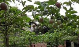 Hướng dẫn bạn cách trồng loại trái cây có giá trị dinh dưỡng gấp 10 lần táo! 6 hạt trồng được cả giàn, tha hồ hái quả