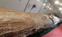 Loại gỗ quý hiếm bậc nhất thế giới, có cây trị giá hơn 600 tỷ đồng, được tìm thấy ở Việt Nam