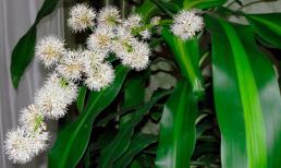 Làm thế nào để cây thiết mộc lan ra hoa?