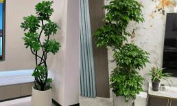 Người giàu thích trồng cây thay hoa! Ba loại 'cây giữ nhà' này dù đắt tiền đến đâu cũng nên trồng, mang thịnh vượng cho gia đình