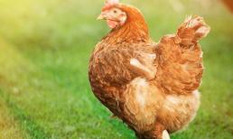 Tại sao gà mái có thể đẻ trứng bình thường mà không cần sự tham gia của gà trống?