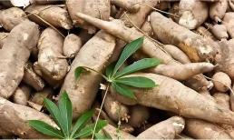 Một loại cây cực độc, nhưng 800 triệu người vẫn đang ăn và xuất hiện ở khắp mọi nơi xung quanh chúng ta