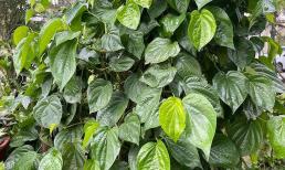 Trồng cây trầu không trước nhà theo phong thuỷ là hung hay cát?