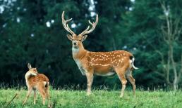 Tại sao hầu hết động vật ăn cỏ đều có sừng trên đầu nhưng động vật ăn thịt lại không có sừng? 