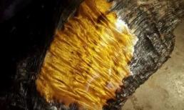 Nhóm công nhân đào được khúc gỗ lạ óng ánh như vàng, là báu vật ngàn năm trị giá 650 tỷ đồng