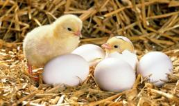 Trứng có trước hay gà có trước? Đây là câu trả lời chính thức 