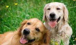 Nếu bạn muốn biết con chó của bạn có chỉ số IQ cao hay không, bạn chỉ việc để ý những điểm này!