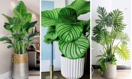 Những loại cây cảnh lá to thích hợp trồng trong chậu tại nhà, cây lá xanh cực đẹp không kém gì cây hoa 