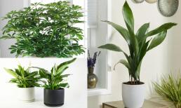 5 loại cây xanh lý tưởng để trang trí nhà cửa và thanh lọc không khí