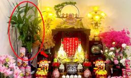 Mùng 1 trồng cây thủy sinh này ở ban Thần Tài cuối năm buôn may bán đắt