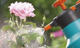Bí quyết tưới nước chuẩn từ chuyên gia giúp hoa hồng nở đẹp bất ngờ