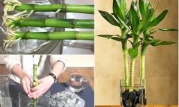 Muốn cây phát lộc xanh tốt? Đừng quên bổ sung một ít 'dung dịch dinh dưỡng' này để bộ rễ khỏe, lá xanh mướt 