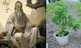 Theo lời Tổ tiên: Trồng cây đinh lăng trước nhà là đón họa hay phúc? 