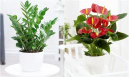 Năm 2025, gia chủ nên trồng ba loại cây này trong nhà, của để không hết, tiền đếm mỏi tay 