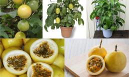 Ăn xong đừng vứt 4 loại hạt này, vùi hạt xuống đất và gieo trồng để sở hữu chậu cây cảnh đắt giá