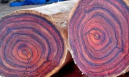 Loại gỗ quý như ngọc, có khả năng đổi màu được phát hiện tại Việt Nam, thuộc top thế giới về độ cứng và độ bền, hơn 120 triệu/m3