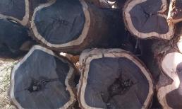 Có câu: 'Tóc đen như gỗ mun', gỗ mun trông ngoài đời thực thế nào, có đắt không?