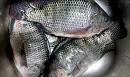 Các nước coi là “cá rác”, có thể sống sót trong những mương nước hôi hám, nhưng lại trở thành món ngon trên bàn ăn của người Việt