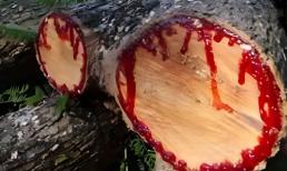 Loại gỗ siêu quý hiếm 800 năm mới thu hoạch một lần, giá đắt ngang kim cương, ở Việt Nam cấm khai thác 