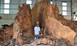 Gốc cây  600-700 năm tuổi được trả 35 tỷ đồng nhưng gia chủ không bán, vì sao? 