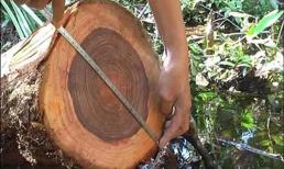 Việt Nam sở hữu loại gỗ quý hiếm xuất hiện từ 10 triệu năm trước, hiện chỉ còn 162 cây, từng có tin đồn chữa được ung thư