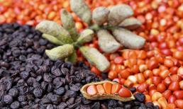 Loạt hạt có thể đổi màu được ví là 'vàng đen' của người miền núi, có lúc giá đến 2-3 triệu đồng/kg vẫn nhiều người săn lùng