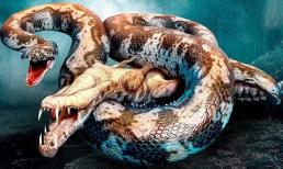 Được mệnh danh là 'quái thú rừng mưa nhiệt đới', rắn khổng lồ nặng 1 tấn là bá chủ săn mồi khiến cả cá sấu phải run sợ