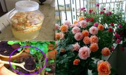 Bí quyết tự pha nước 'kích hoa thần thánh' tại nhà, chỉ cần tưới một chút giúp hoa nở bung nụ rực rỡ 