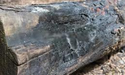 Khúc gỗ đen xì có giá hơn cả 'nghìn lượng vàng', tại sao lại đắt như vậy?