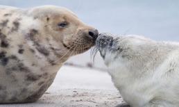 Đây là loài vật 'giao phối' mạnh nhất thế giới, liên tục 70 ngày không nghỉ