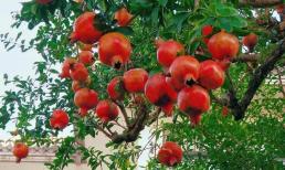 Đời ông bà trồng 5 cây cảnh này, con cháu hưởng lợi