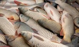 Hãy ngừng ăn 4 loại cá này, nếu không chúng có thể chứa formaldehyde và kim loại nặng. Bạn nên sớm nói cho gia đình biết