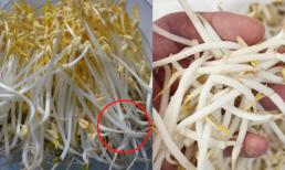 Cách phát hiện giá đỗ ngâm hóa chất chỉ nhìn bằng mắt thường