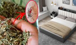Tại sao nhiều người treo túi lá ngải cứu ở đầu giường? Sự thật khiến bạn bất ngờ