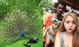 Vì sao trong thế giới động vật, con đực thường đẹp hơn, nhưng loài người lại hoàn toàn ngược lại?