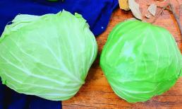 Nên chọn bắp cải hình bầu dục hay hình tròn thì ngon ngọt?