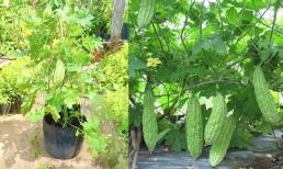 Nhà chật vẫn trồng được mướp đắng, mẹo hay cho chậu nhỏ, quả sai trĩu trịt, ăn không hết