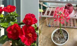 5 loại hoa 'không may mắn', dù bạn có thích đến đâu cũng đừng vội trồng trong nhà