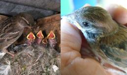 Đừng vội đuổi đi, hai loài chim này bay vào nhà là dấu hiệu tin vui và tài lộc sắp đến