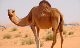 Tại sao lạc đà hầu như không có kẻ thù tự nhiên? Không có động vật nào khác ăn nó, tại sao?