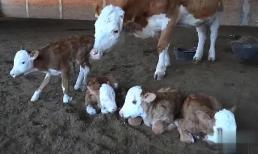 Trẻ sơ sinh động vật có thể đi lại ngay sau khi sinh, tại sao trẻ sơ sinh loài người lại không thể làm được điều tương tự?