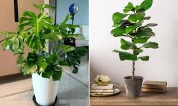 Năm loài cây 'lá càng to càng cát tường', nếu trồng trong phòng khách thì gia đình sẽ hưng thịnh, phát tài lộc!