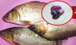 Đừng ăn nhiều phần này của cá, nó có độc, có thể gây hại cho gan và thận, thậm chí có thể 'kích hoạt tế bào ung thư'!