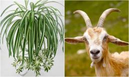 Người thuộc 2 mệnh này trồng cỏ lan chi sẽ đắc tài đắc lộc, sự nghiệp lên như diều gặp gió