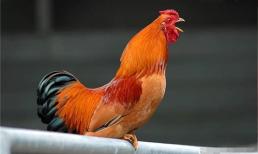 Người xưa có câu: “Tứ không bình thường thì gia đình sẽ gặp nạn”. Là điềm báo gì?